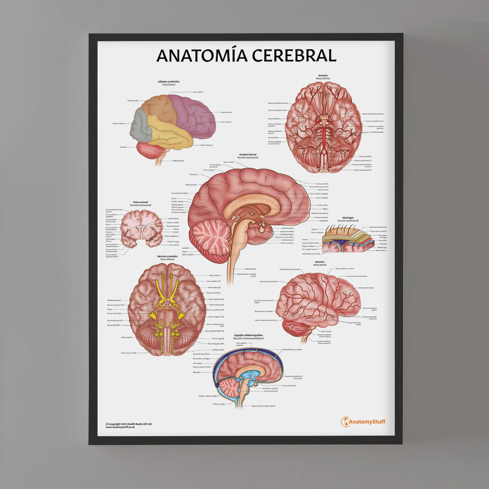 AnatomÃa Cerebral Chart / Poster - Spanish