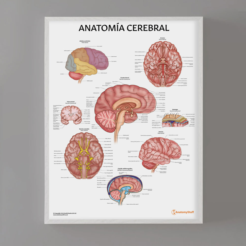 AnatomÃa Cerebral Chart / Poster - Spanish