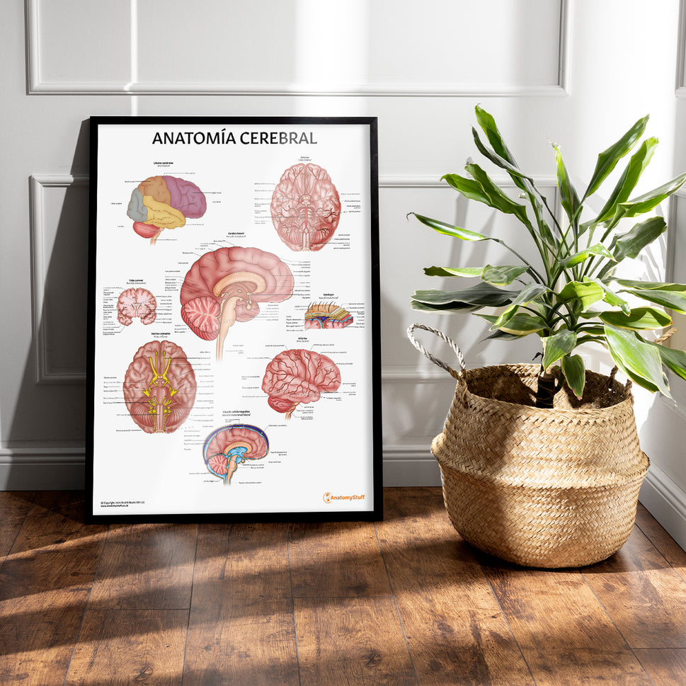 AnatomÃa Cerebral Chart / Poster - Spanish