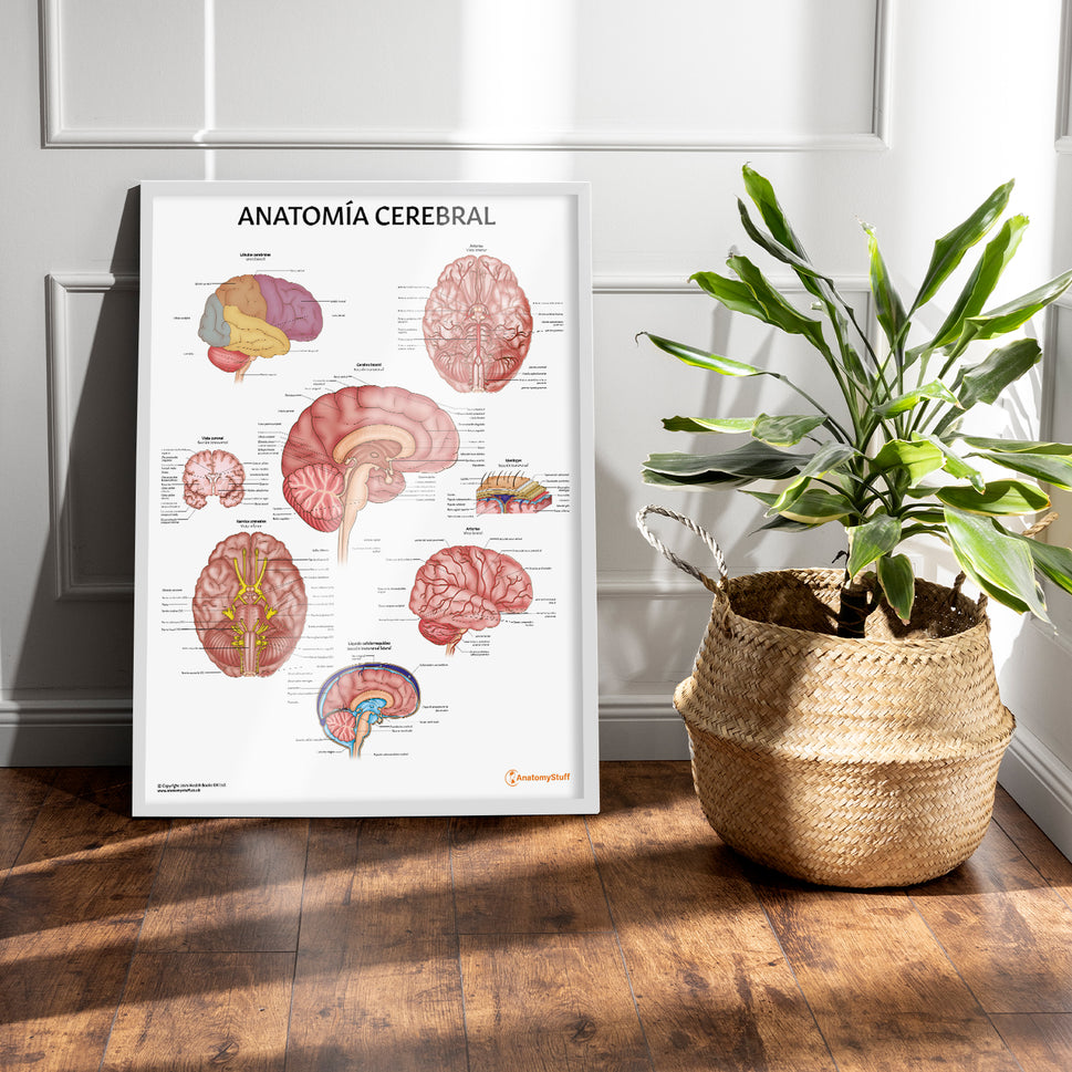AnatomÃa Cerebral Chart / Poster - Spanish