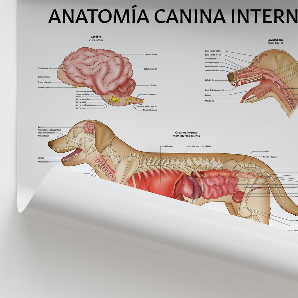 AnatomÃa Canina Interna Chart / Poster - Spanish