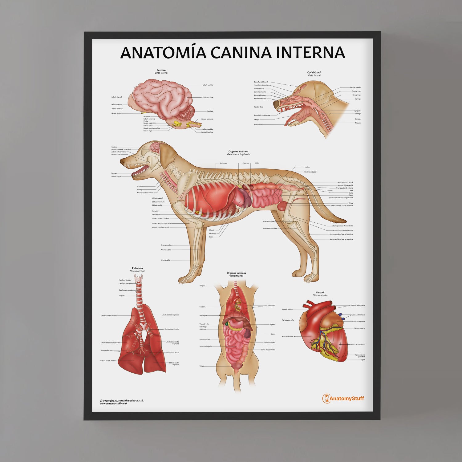 Anatomía Canina Interna Chart / Poster - Spanish