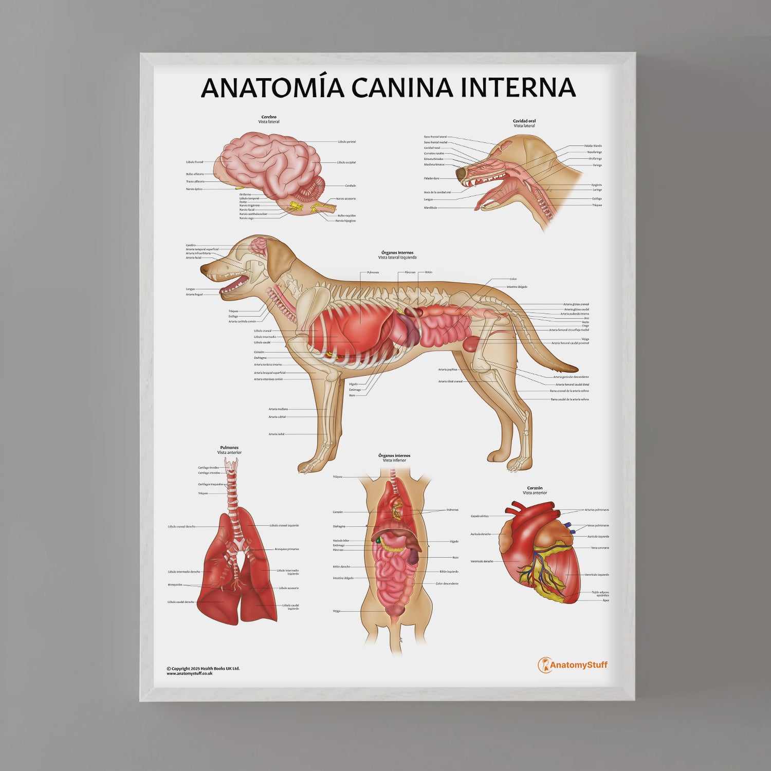 Anatomía Canina Interna Chart / Poster - Spanish