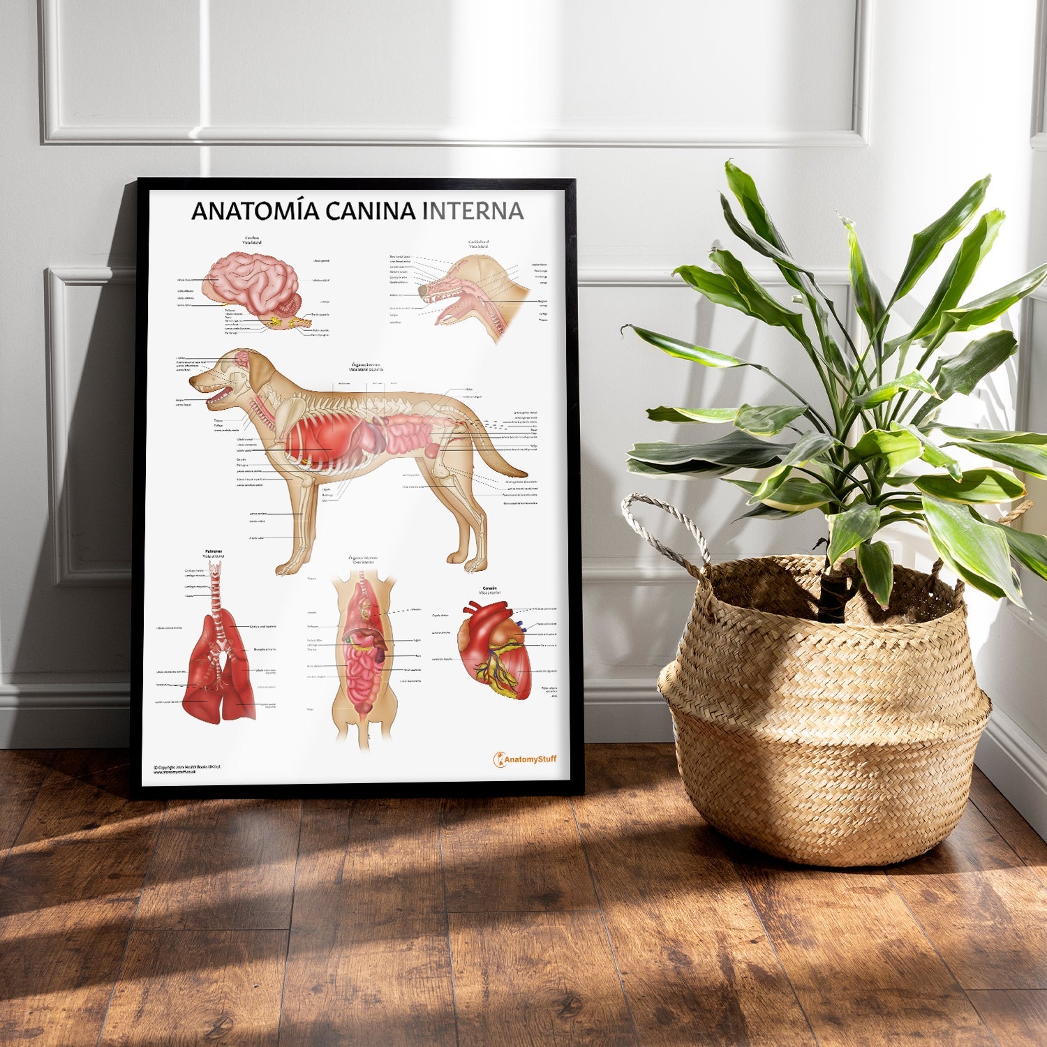 Anatomía Canina Interna Chart / Poster - Spanish