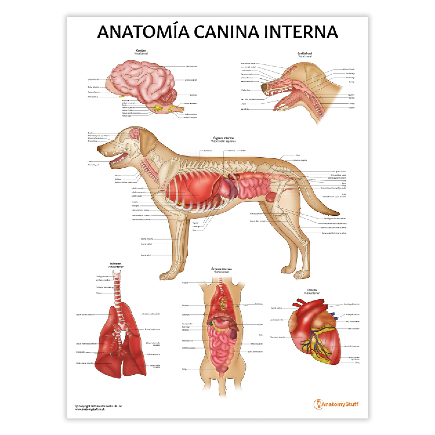 Anatomía Canina Interna Chart / Poster - Spanish