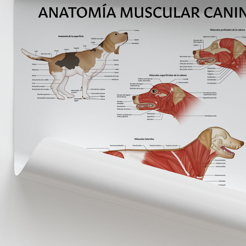 AnatomÃa Muscular Canina Chart / Poster - Spanish