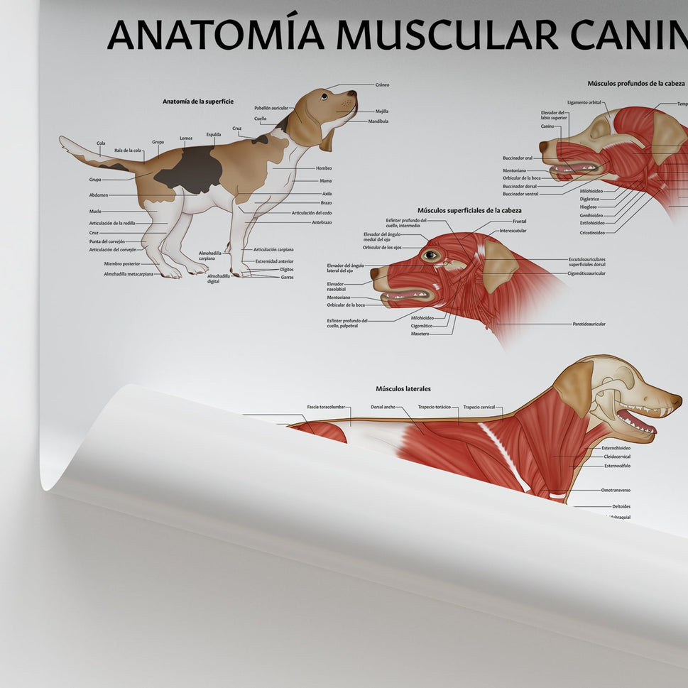 AnatomÃa Muscular Canina Chart / Poster - Spanish