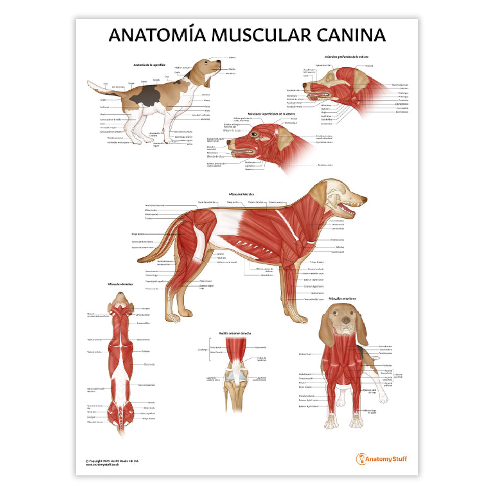 AnatomÃa Muscular Canina Chart / Poster - Spanish