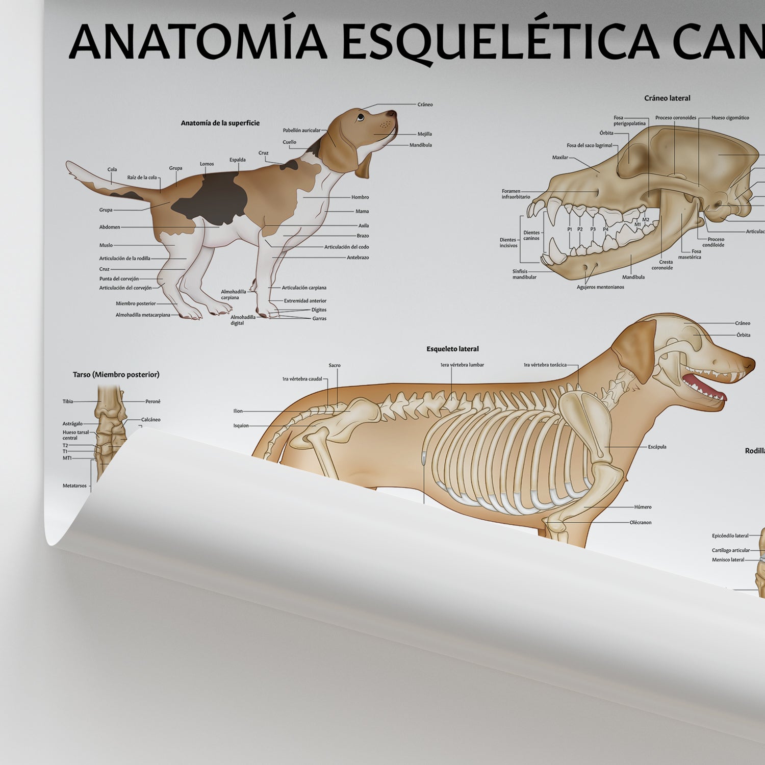 Anatomía Esquelética Canina Chart / Poster - Spanish