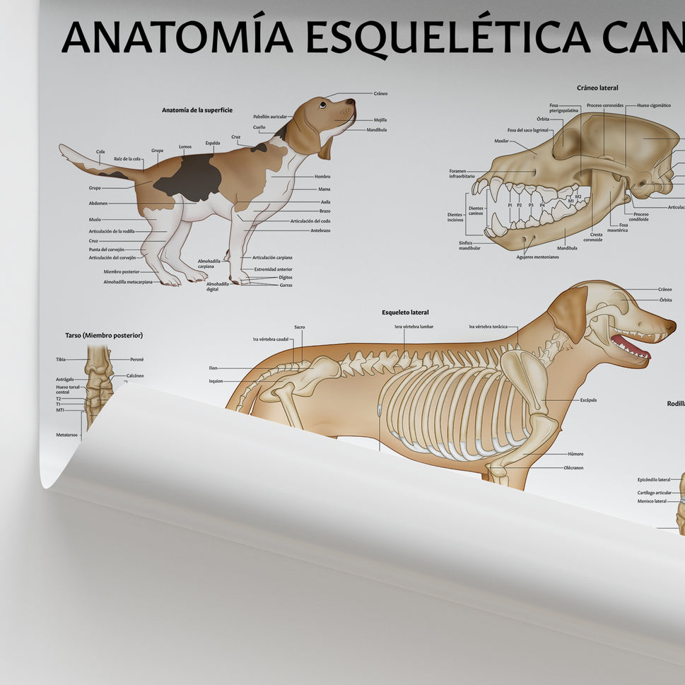 AnatomÃa Esquelética Canina Chart / Poster - Spanish