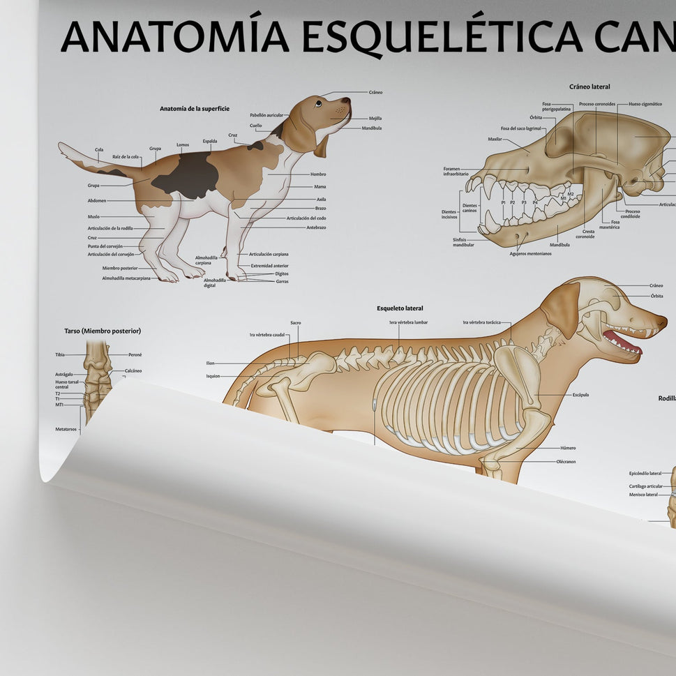 AnatomÃa Esquelética Canina Chart / Poster - Spanish