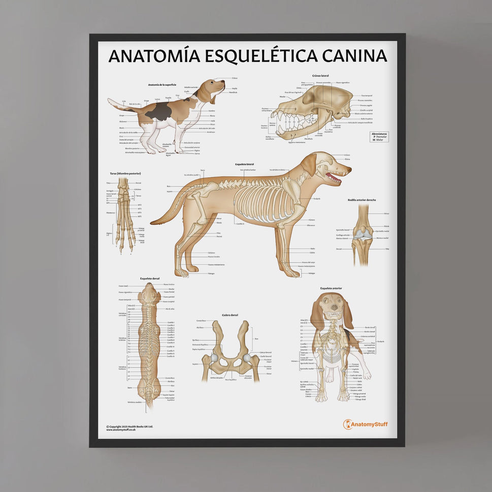 AnatomÃa Esquelética Canina Chart / Poster - Spanish