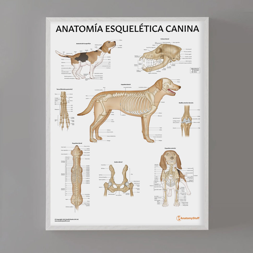 AnatomÃa Esquelética Canina Chart / Poster - Spanish