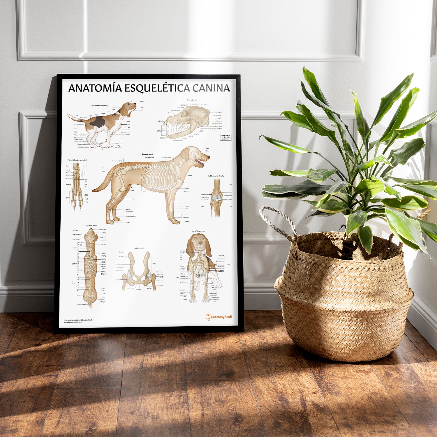 Anatomía Esquelética Canina Chart / Poster - Spanish