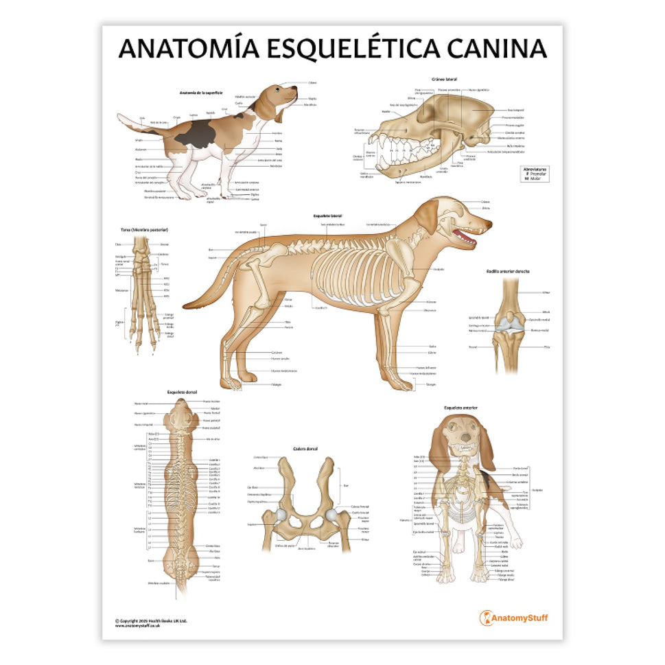 AnatomÃa Esquelética Canina Chart / Poster - Spanish