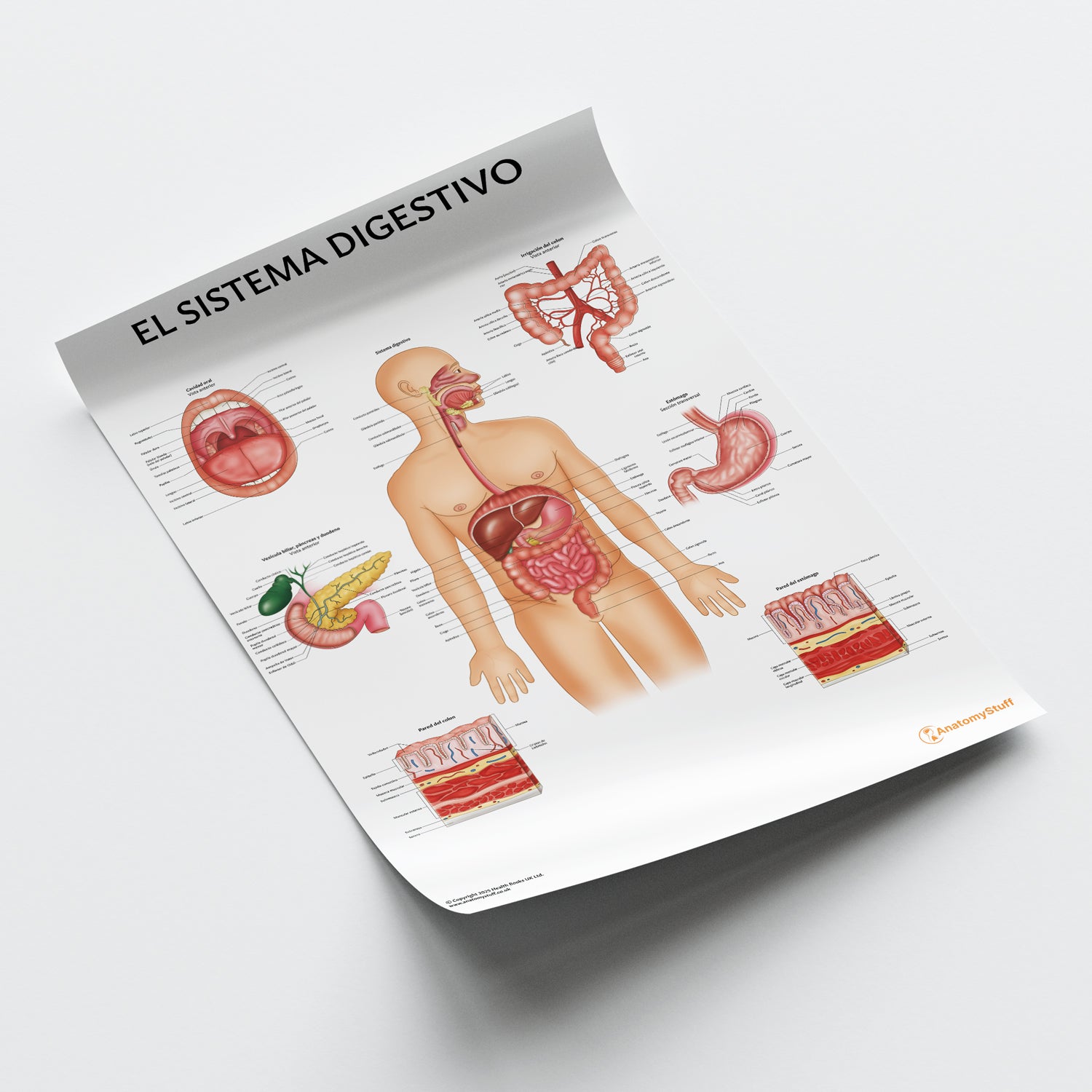 El Sistema Digestivo Chart / Poster - Spanish
