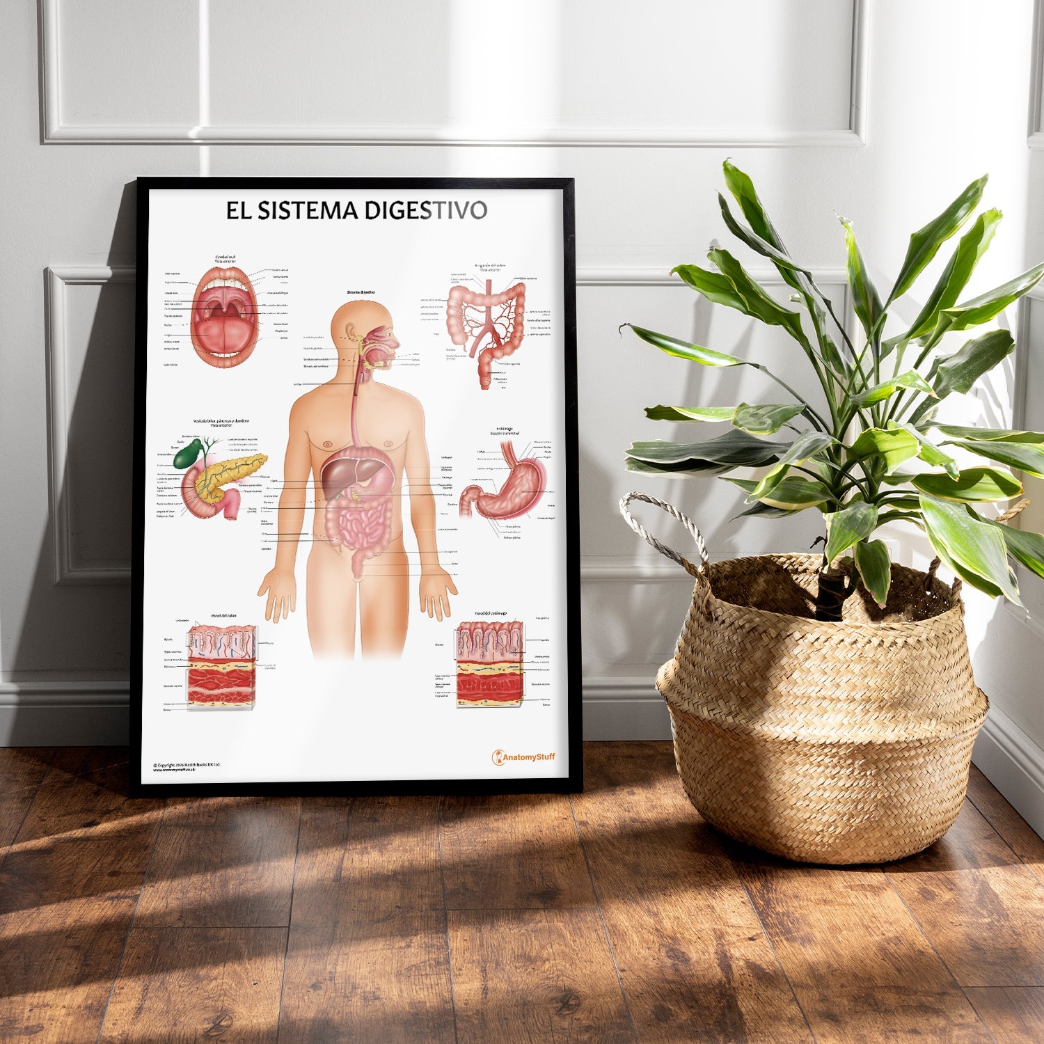 El Sistema Digestivo Chart / Poster - Spanish