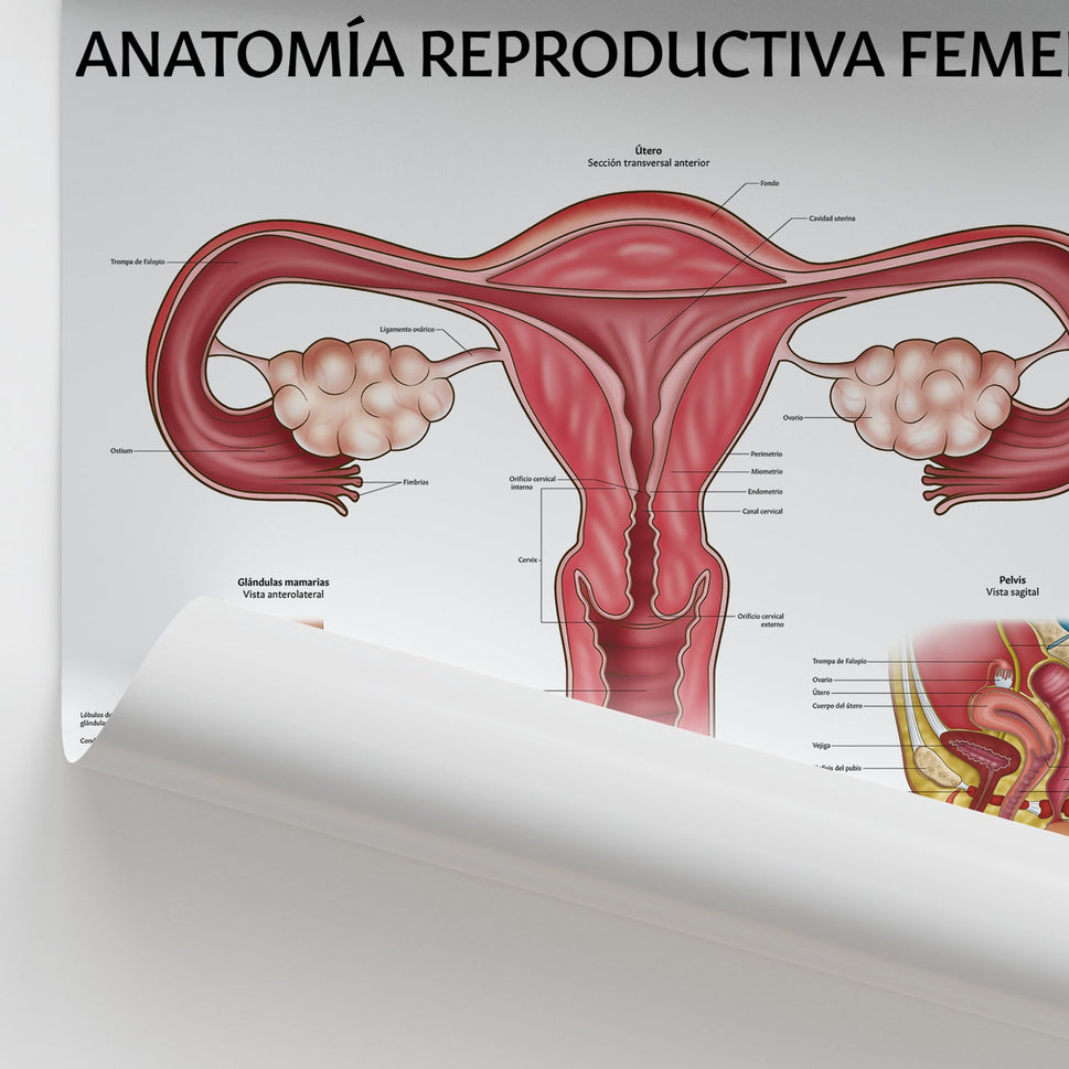 AnatomÃa Reproductiva Femenina Chart / Poster - Spanish