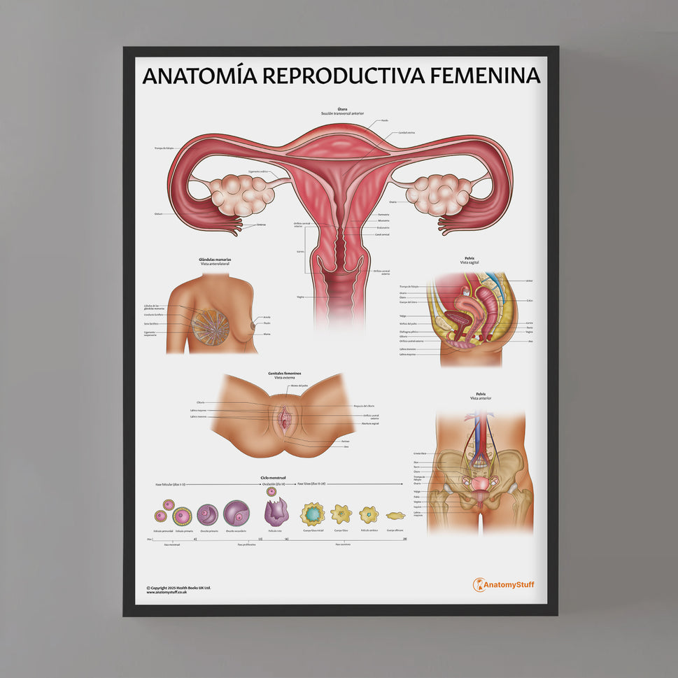 AnatomÃa Reproductiva Femenina Chart / Poster - Spanish