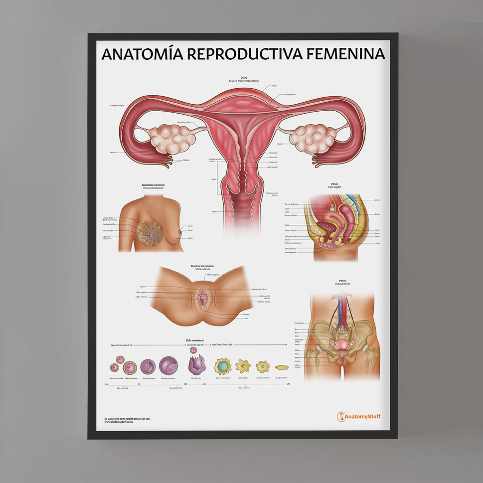 AnatomÃa Reproductiva Femenina Chart / Poster - Spanish