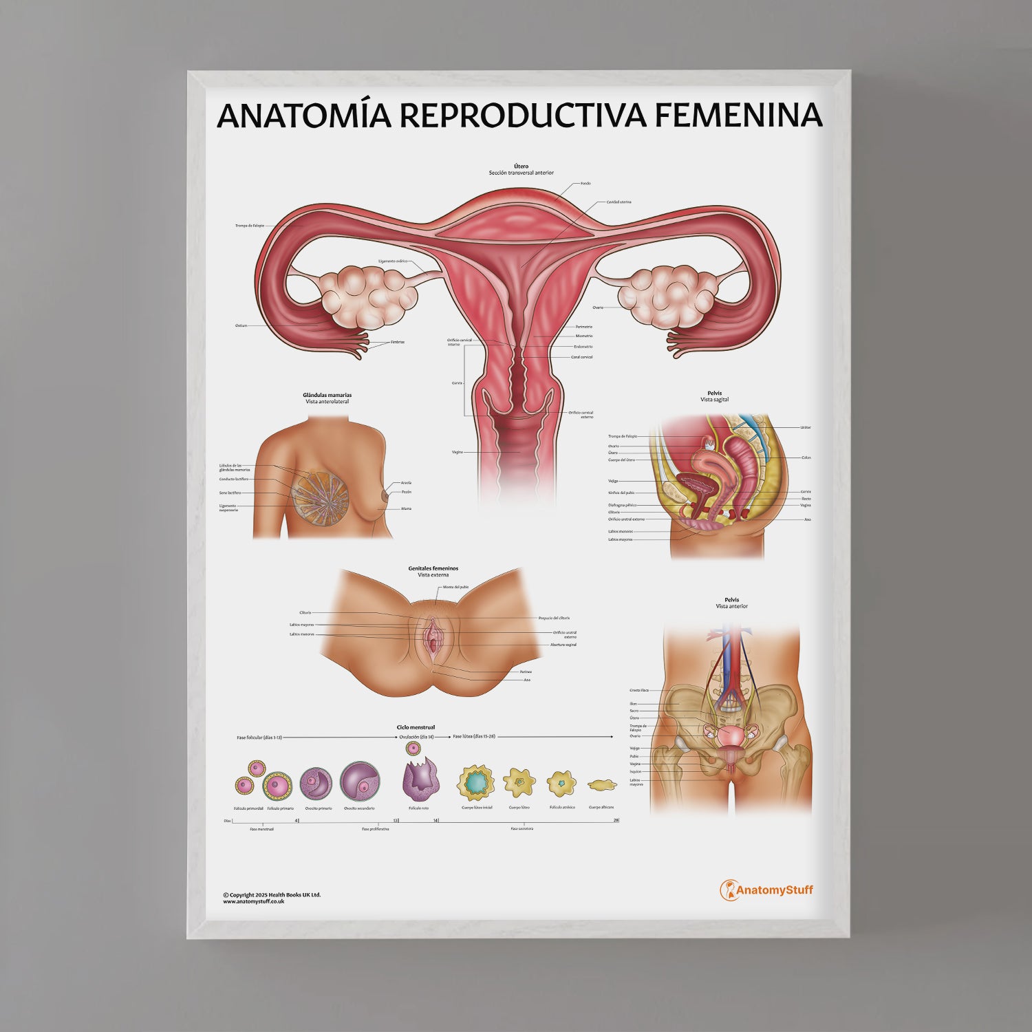 Anatomía Reproductiva Femenina Chart / Poster - Spanish