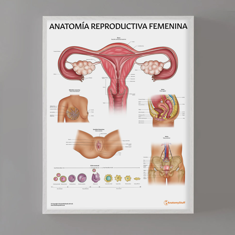 AnatomÃa Reproductiva Femenina Chart / Poster - Spanish