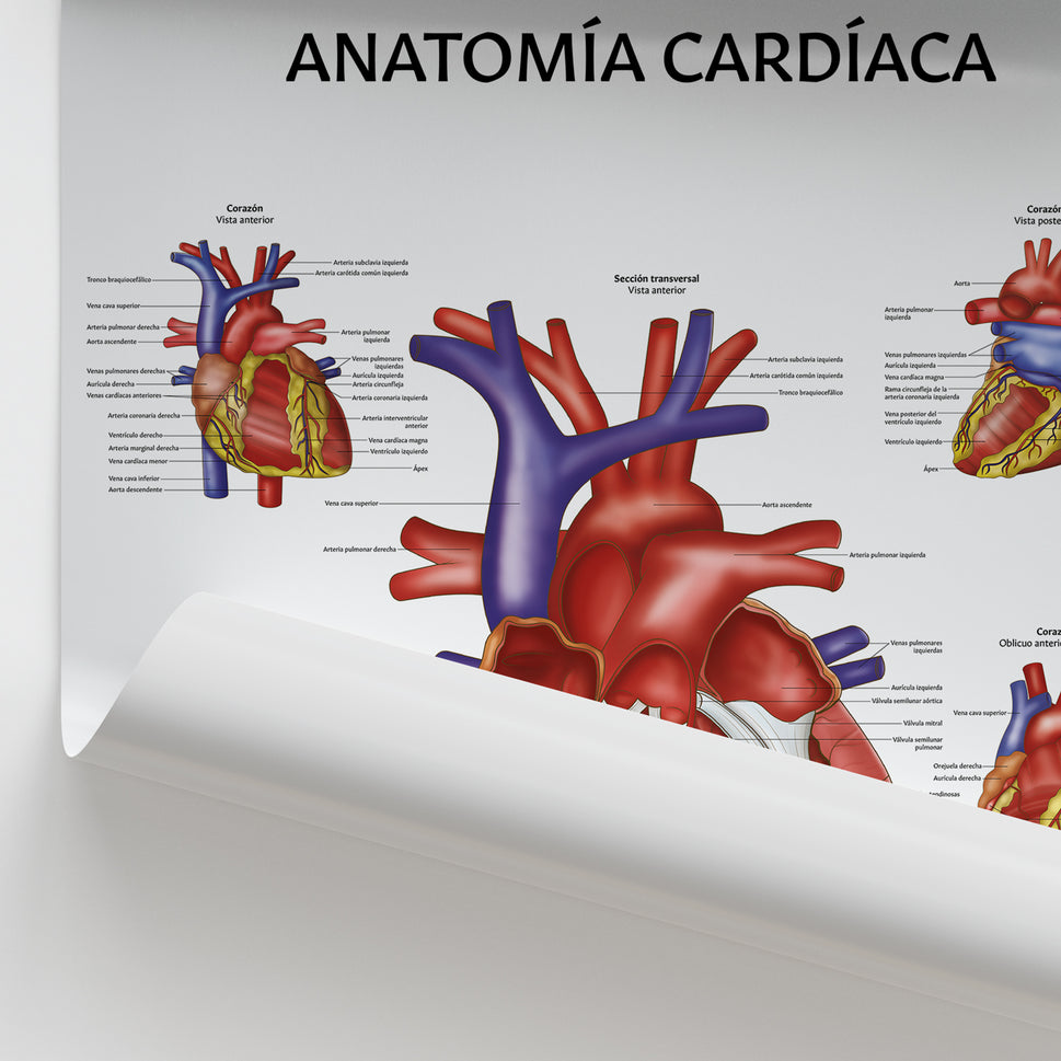 AnatomÃa CardÃaca Chart / Poster - Spanish