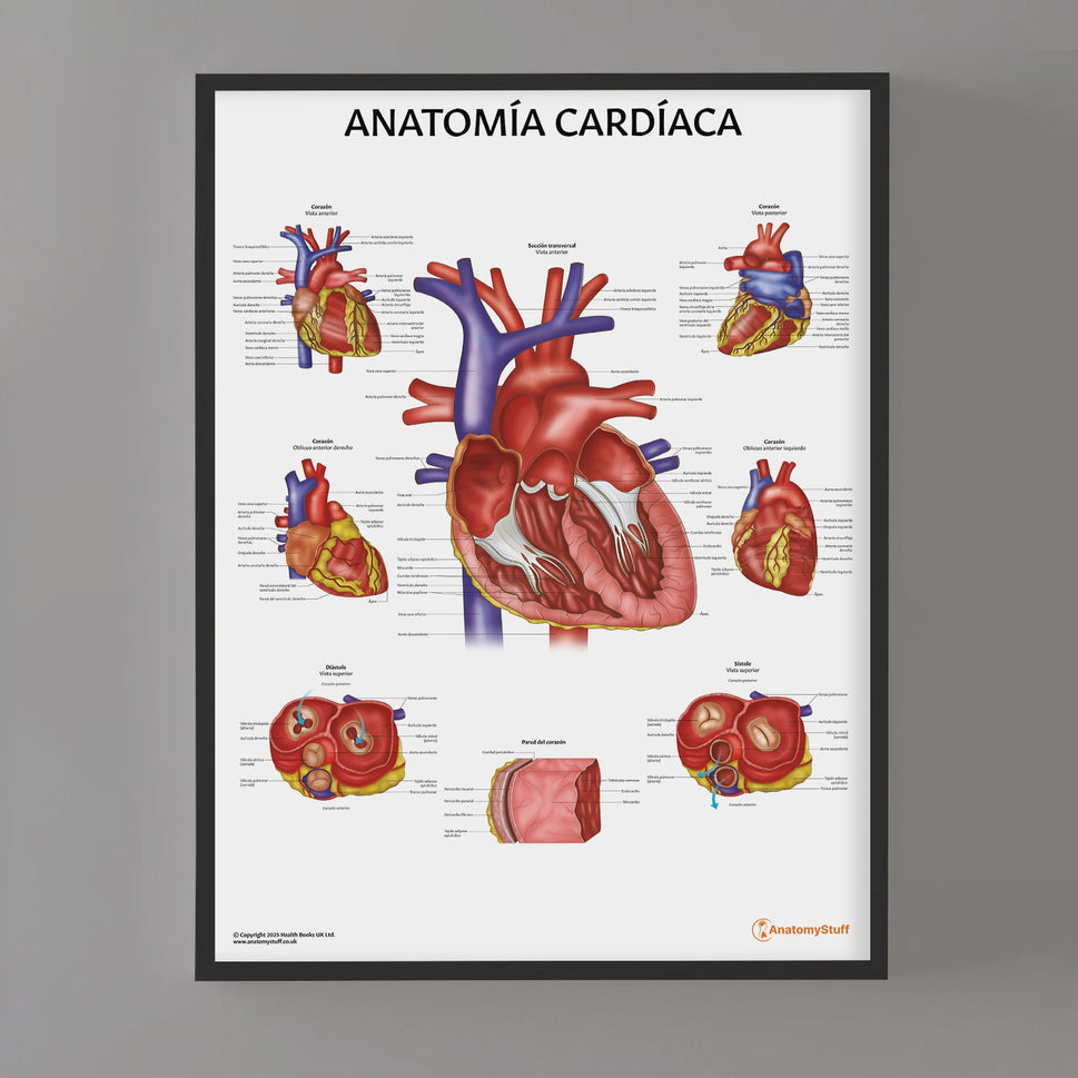 AnatomÃa CardÃaca Chart / Poster - Spanish