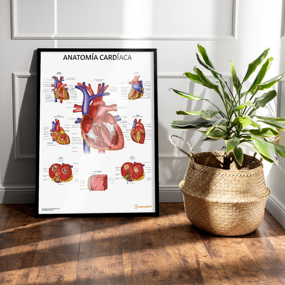 AnatomÃa CardÃaca Chart / Poster - Spanish
