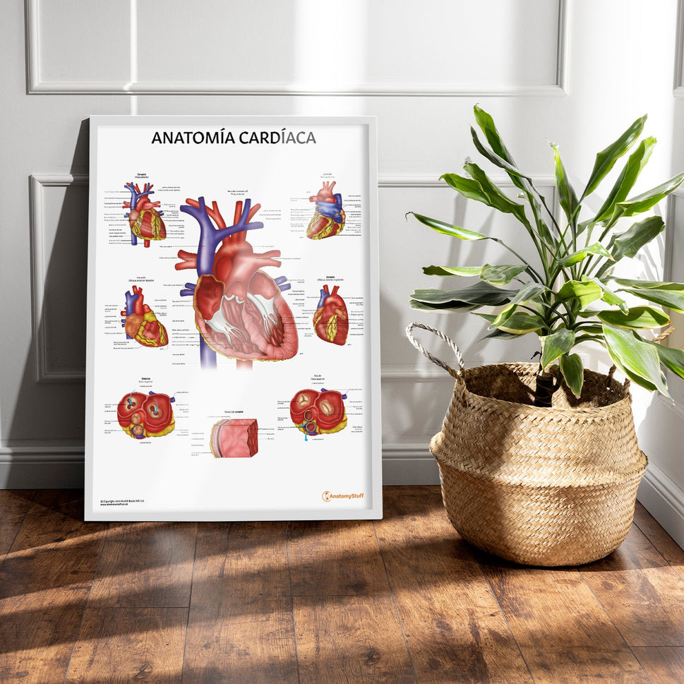 AnatomÃa CardÃaca Chart / Poster - Spanish
