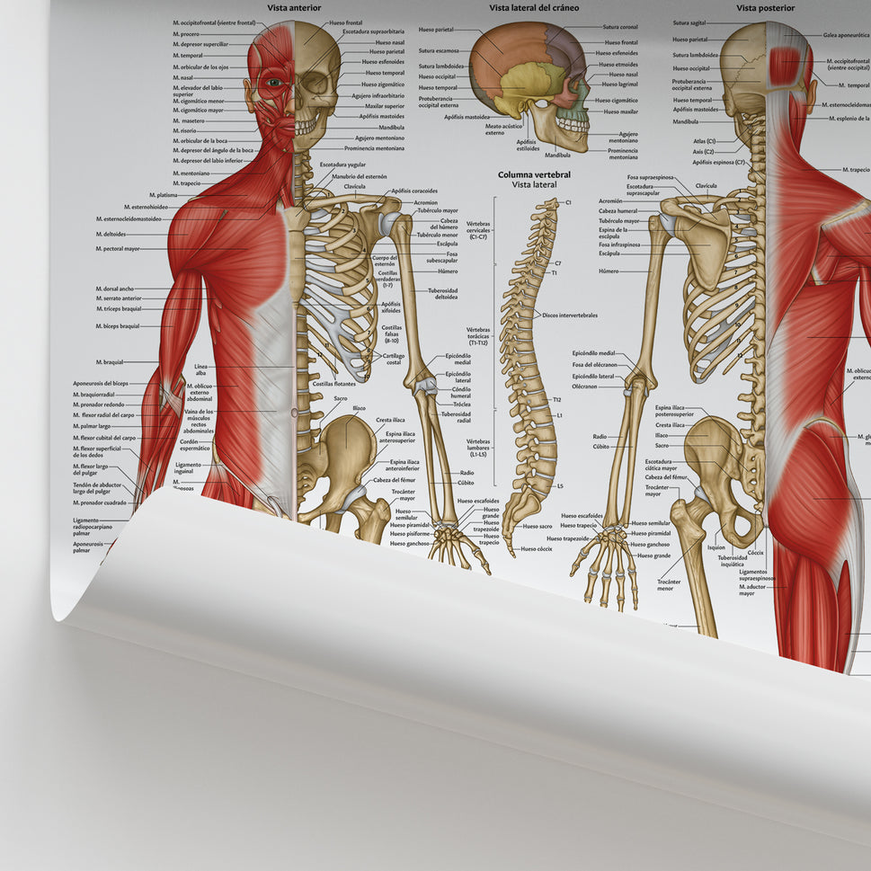 Anatomia Musculoesqueletica Chart / Poster - Spanish