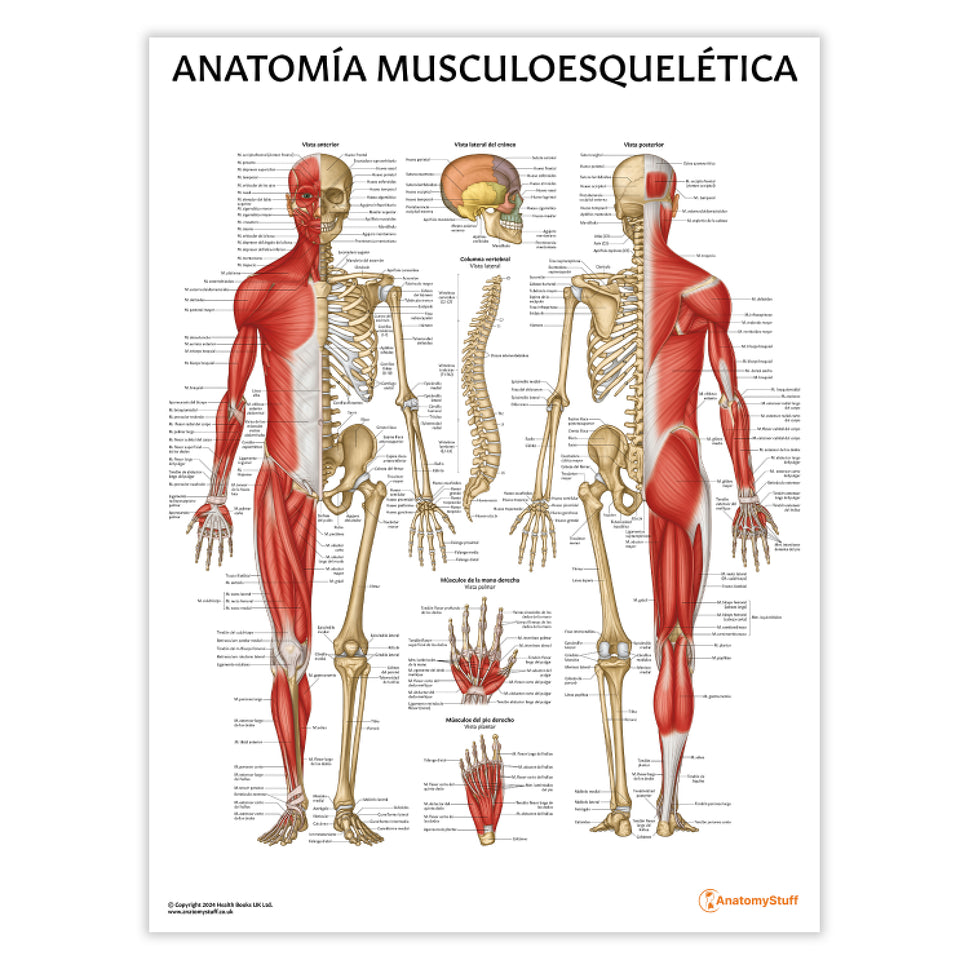 Anatomia Musculoesqueletica Chart / Poster - Spanish