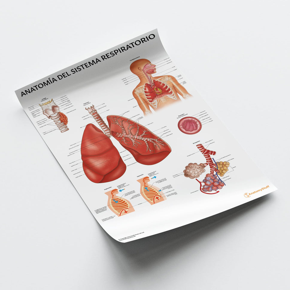 AnatomÃa del Sistema Respiratorio Chart / Poster - Spanish