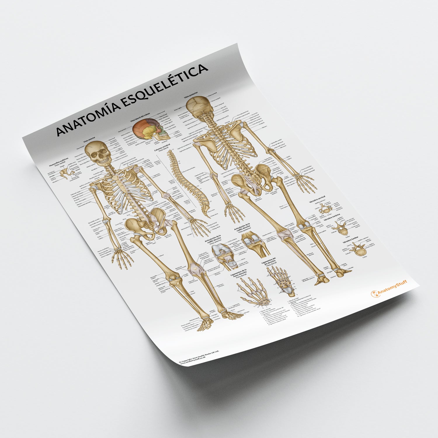 Anatomia Esquelitica Chart / Poster - Spanish