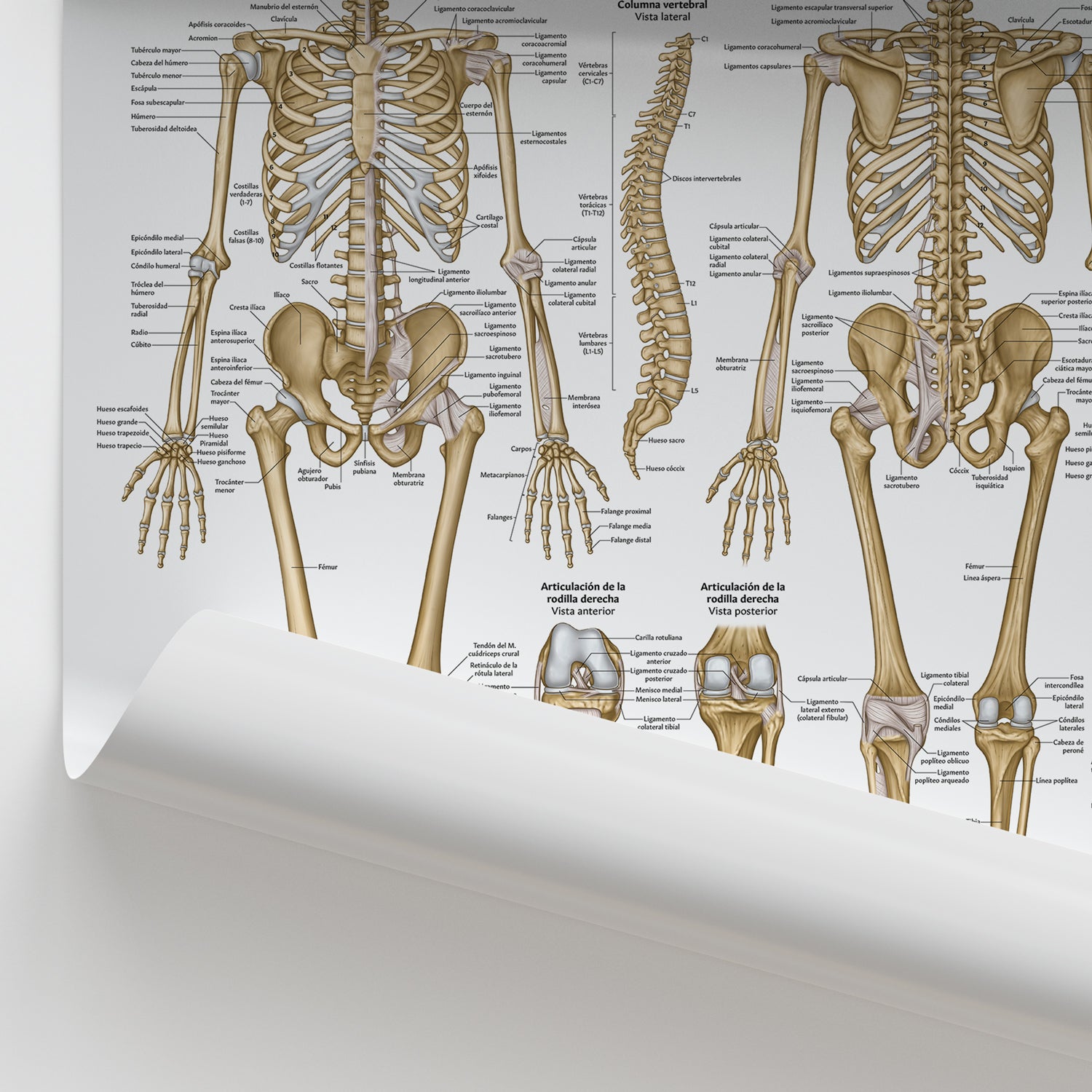 Anatomia Esquelitica Chart / Poster - Spanish