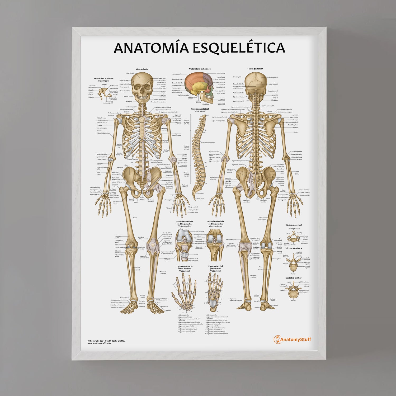 Anatomia Esquelitica Chart / Poster - Spanish