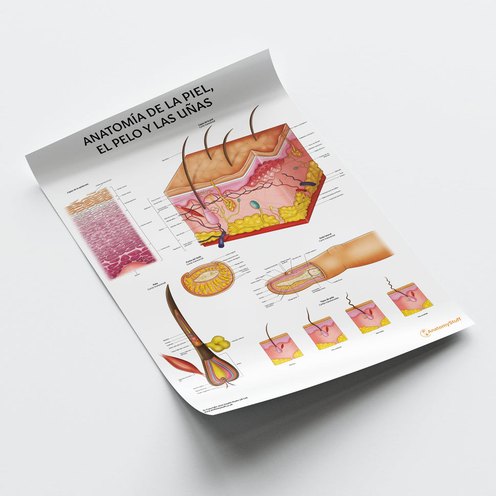 AnatomÃa de la Piel, el Pelo y las Uñas Chart / Poster - Spanish