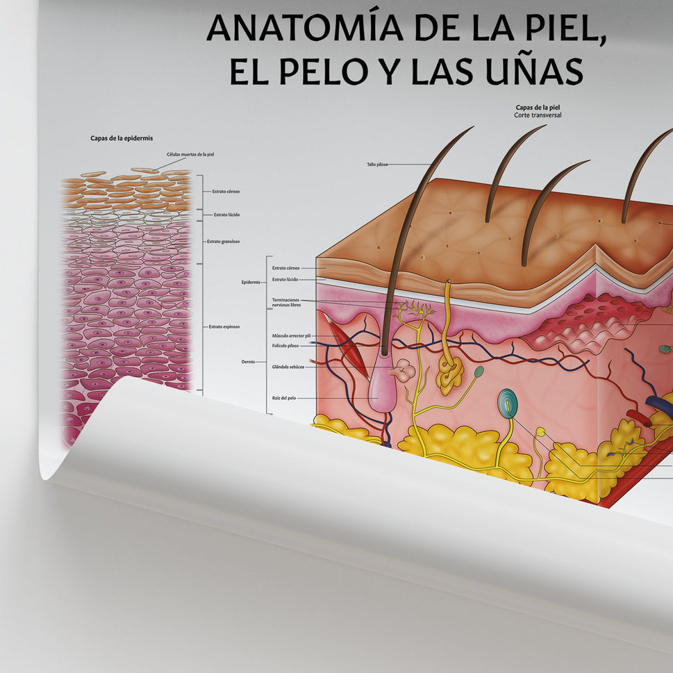 AnatomÃa de la Piel, el Pelo y las Uñas Chart / Poster - Spanish