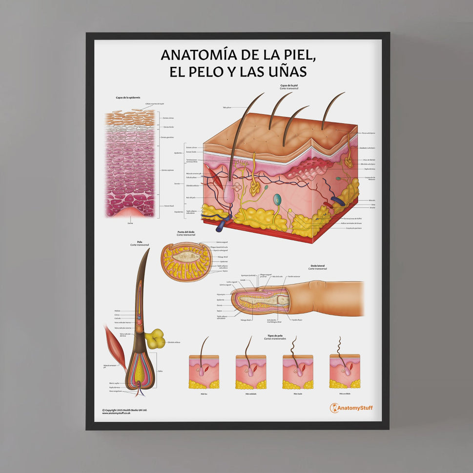 AnatomÃa de la Piel, el Pelo y las Uñas Chart / Poster - Spanish