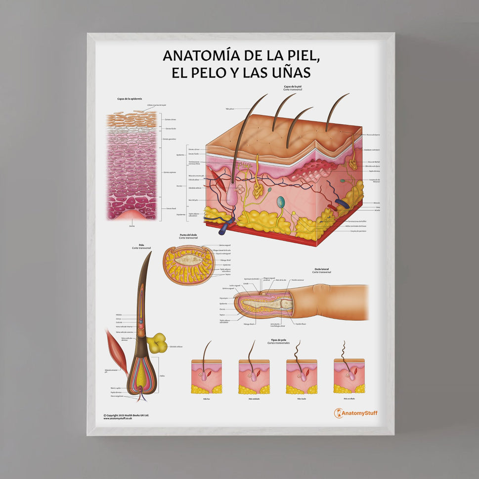 AnatomÃa de la Piel, el Pelo y las Uñas Chart / Poster - Spanish