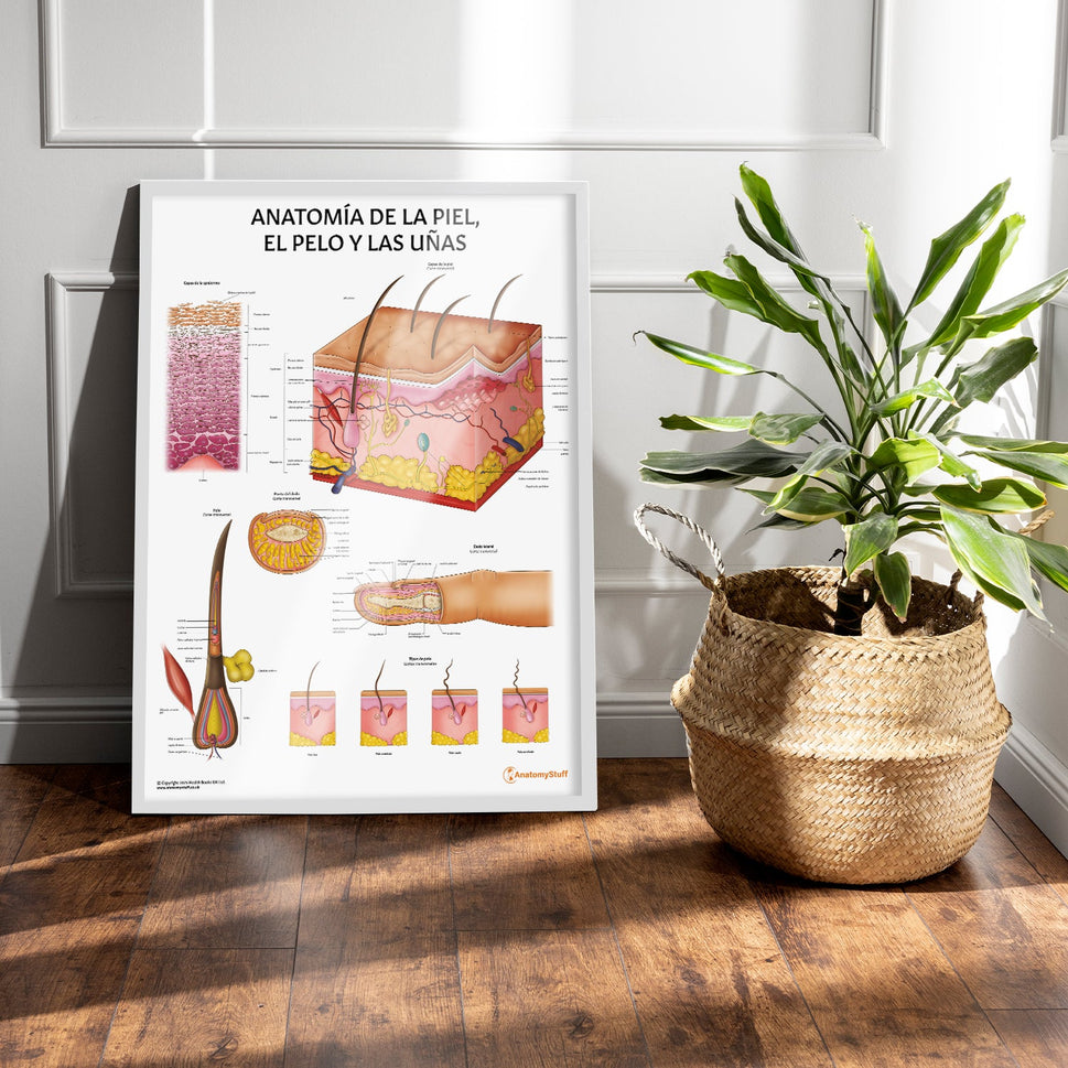 AnatomÃa de la Piel, el Pelo y las Uñas Chart / Poster - Spanish