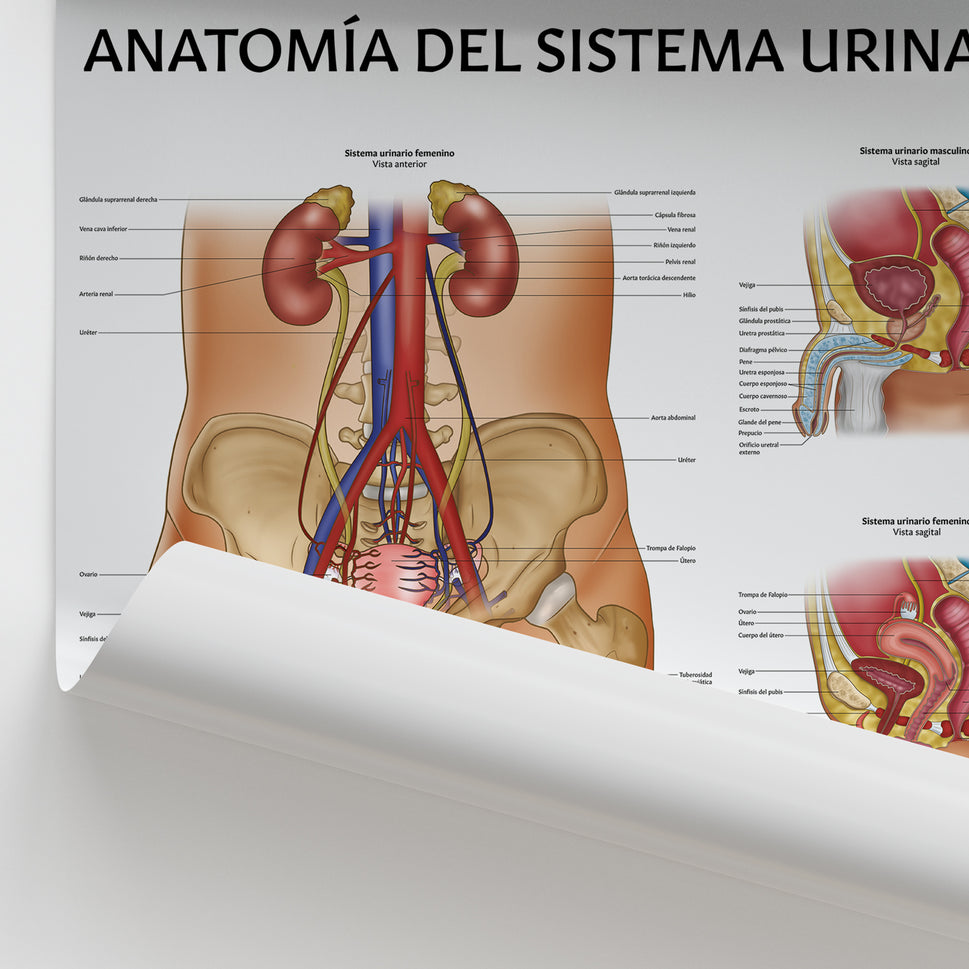 AnatomÃa del Sistema Urinario Chart / Poster - Spanish