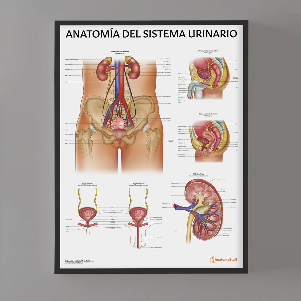 AnatomÃa del Sistema Urinario Chart / Poster - Spanish