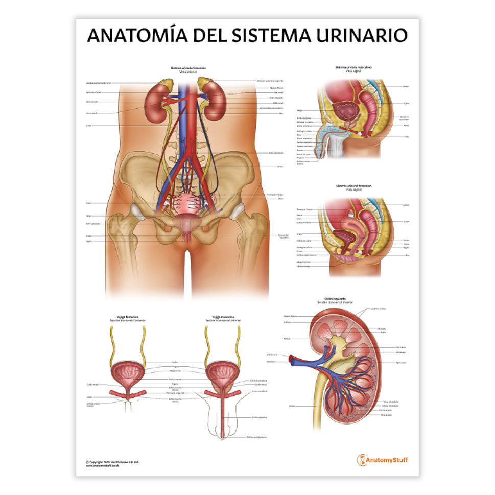 AnatomÃa del Sistema Urinario Chart / Poster - Spanish