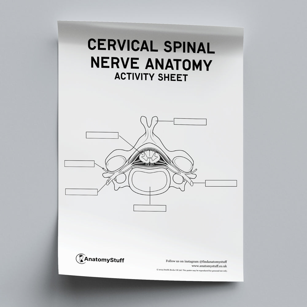 Spinal Nerve Anatomy Activity Sheet PDF