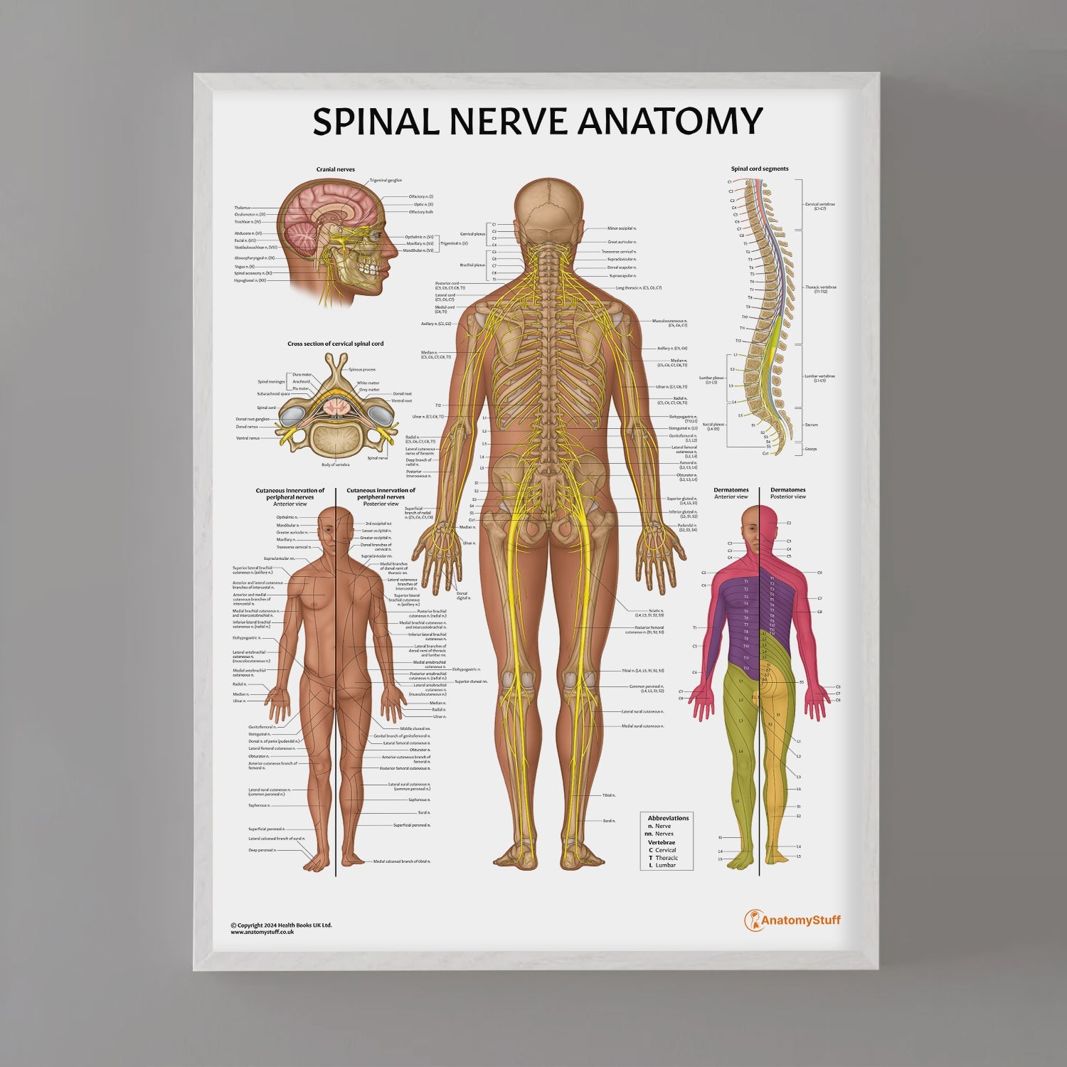 Spinal Nerve Anatomy Chart / Poster