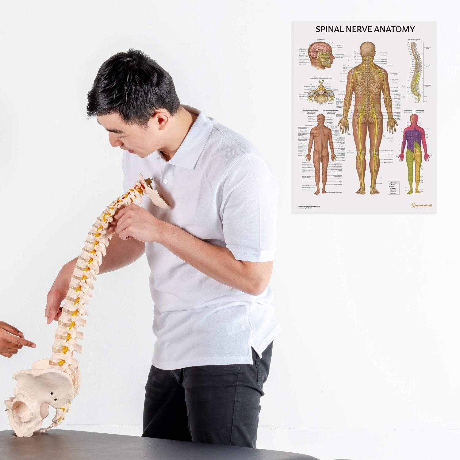 Spinal Nerve Anatomy Chart / Poster
