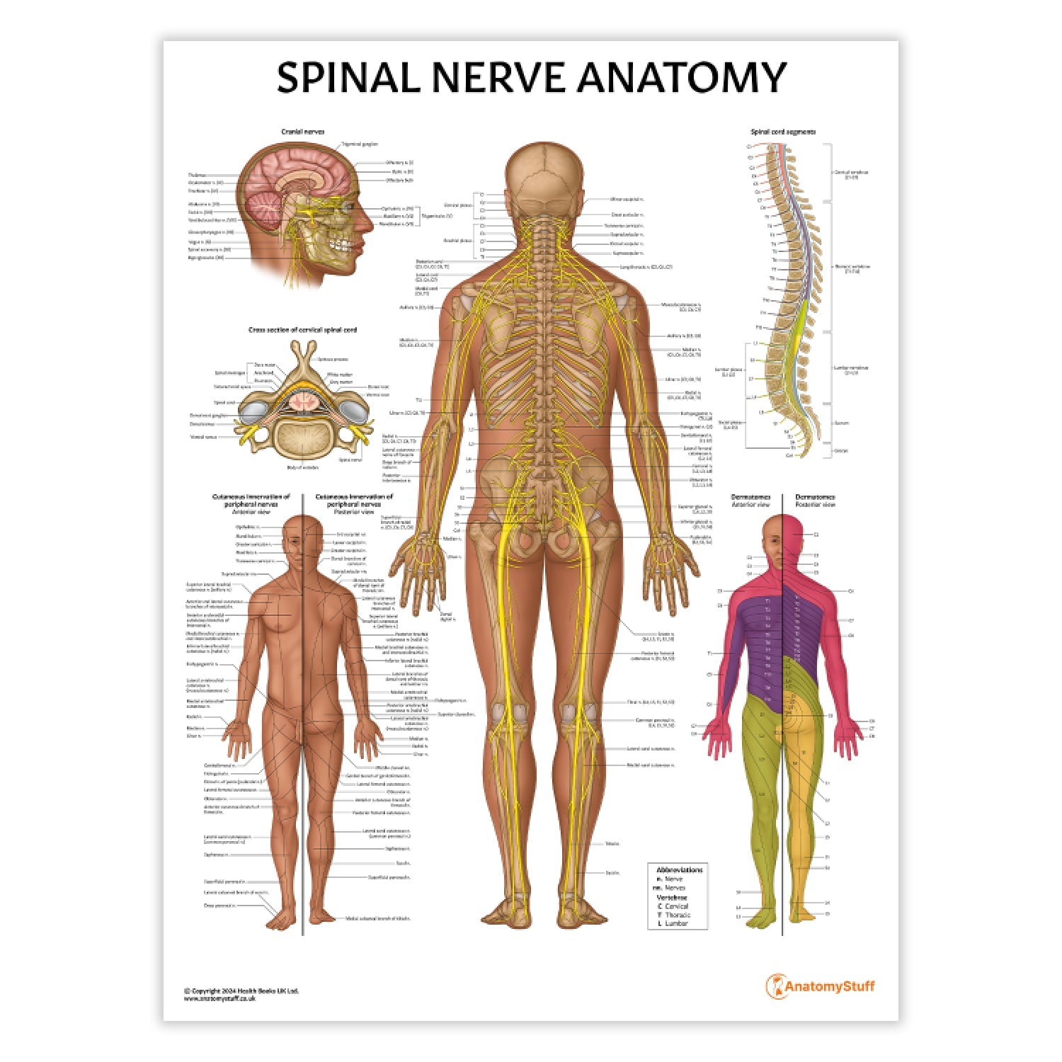 Spinal Nerve Anatomy Chart / Poster