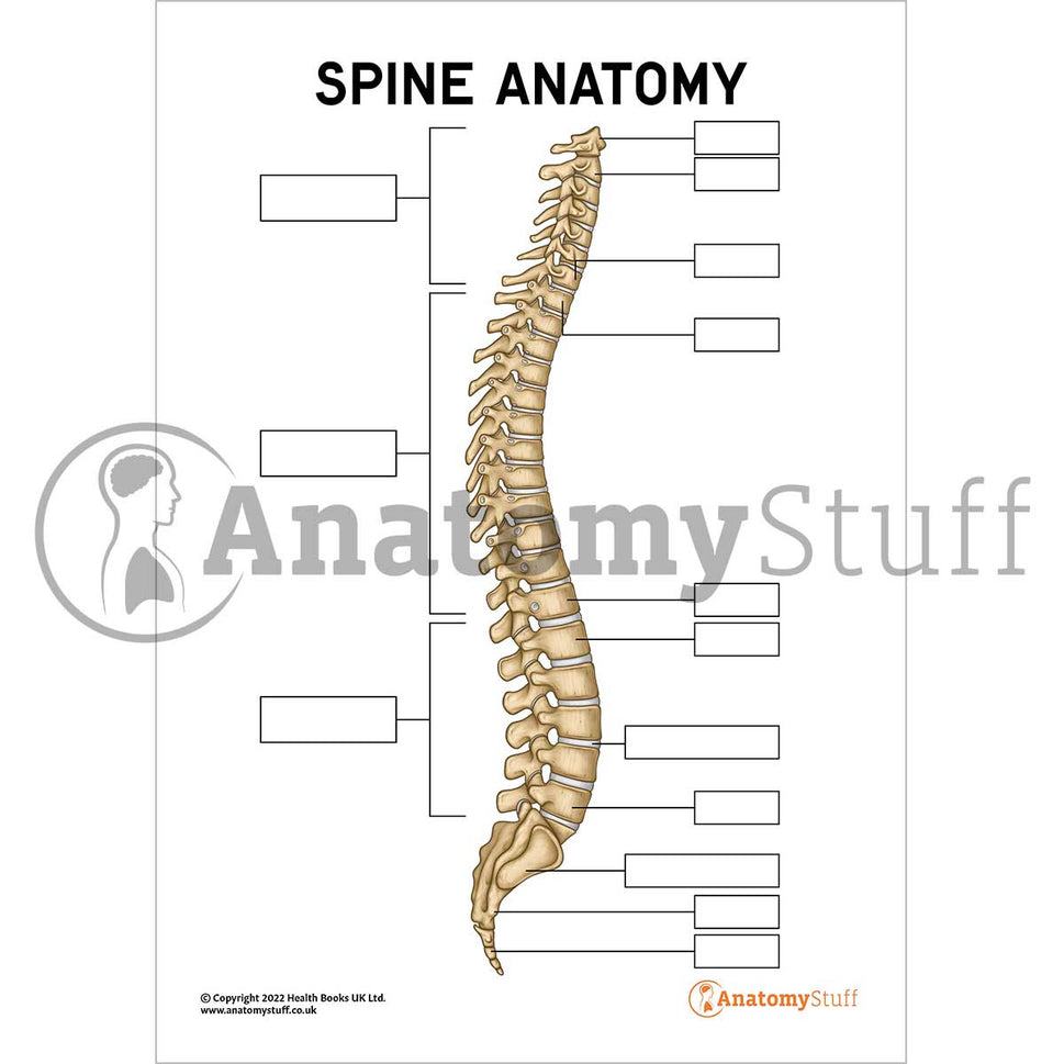 Spine Anatomy Poster / Worksheet (Interactive & Printable PDF)