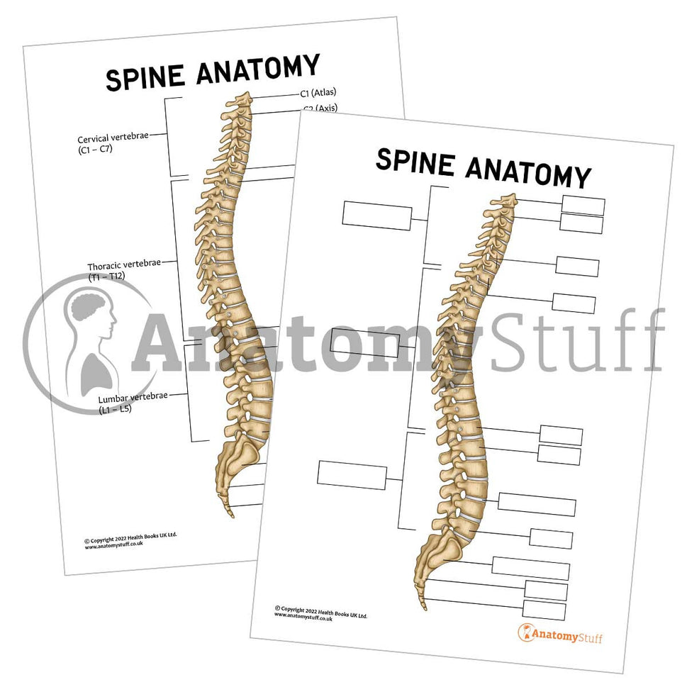Spine Anatomy Poster / Worksheet (Interactive & Printable PDF)